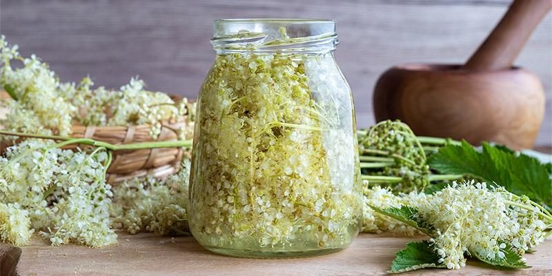 All about Meadowsweet