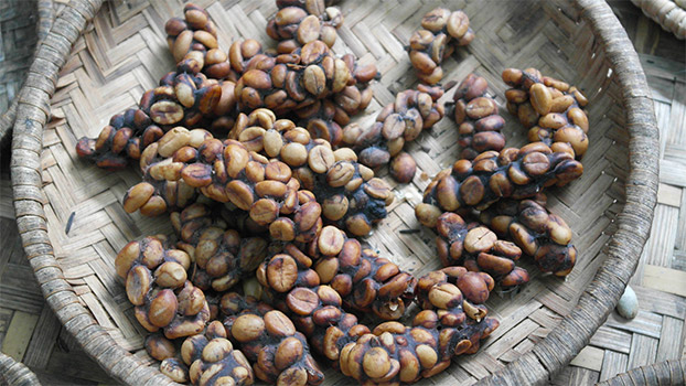 Kopi luwak coffee