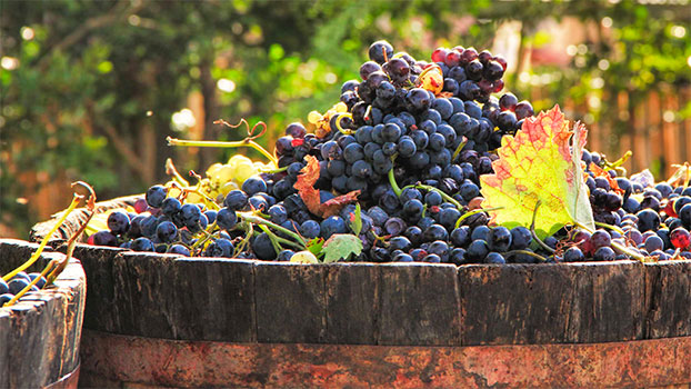 Facts about wine