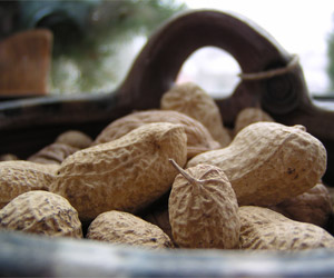 Peanuts