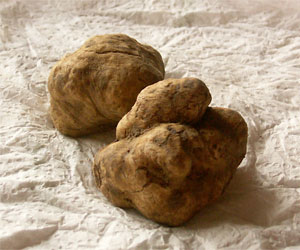 White truffles
