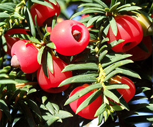 top ten most dangerous foods